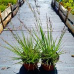 Bezkolenec modrý (Molinia caerulea) ‘EDITH DUDSZUS’ -kont. C1,5L